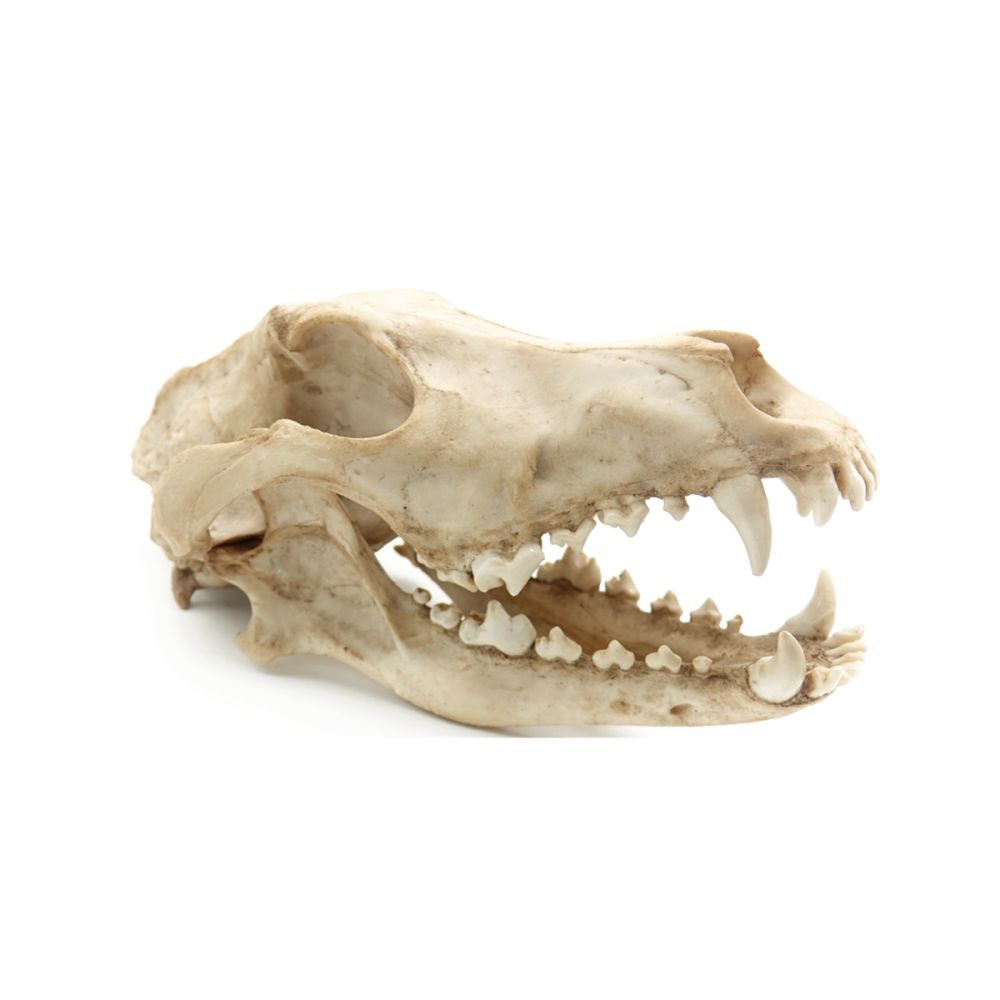 AN dekorace lebka  krokodýl 27 cm