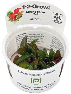 Tropica Echinodorus reni invitro