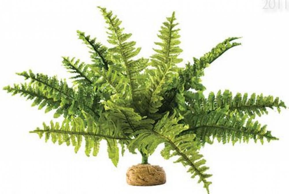 Rostlina Boston Fern - kapradí střední