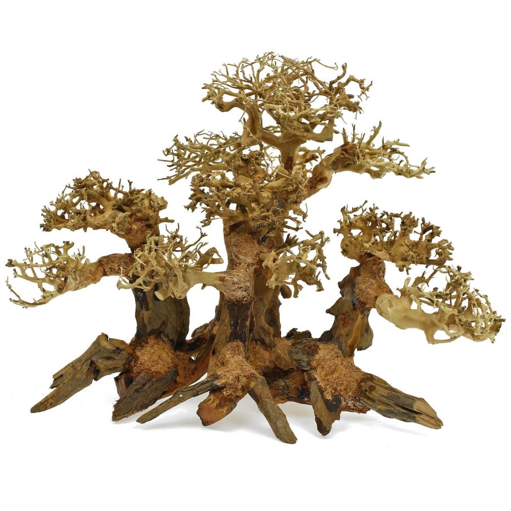 Kořen WALD  Bonsai S