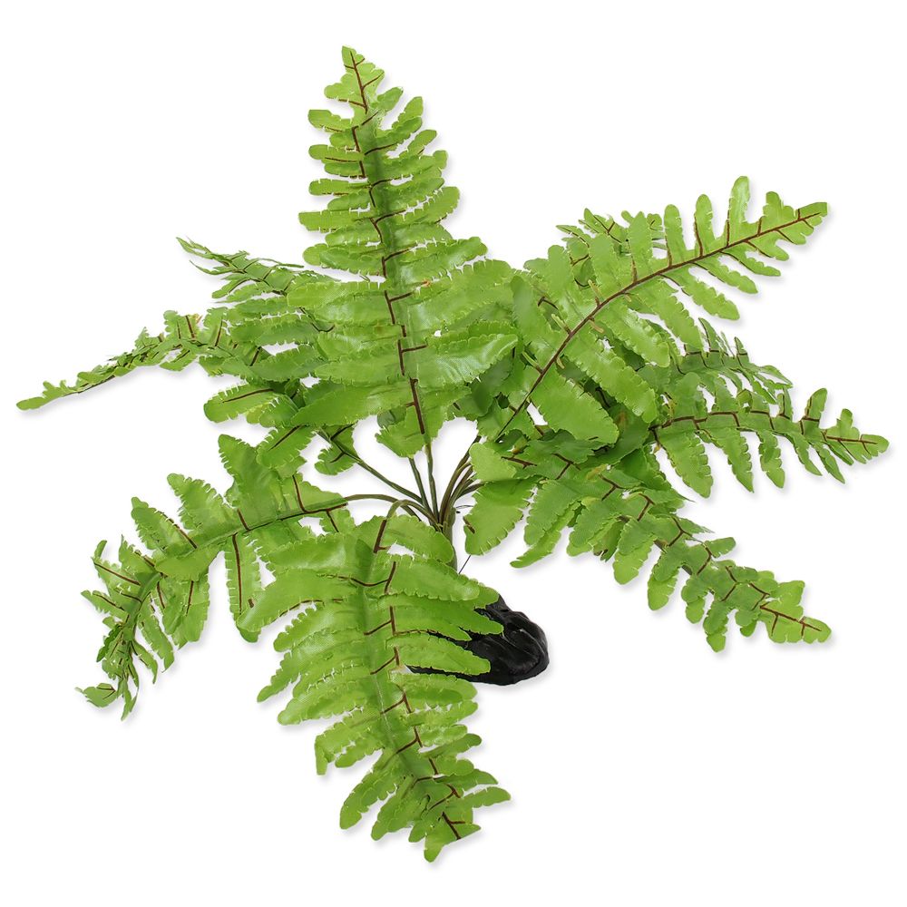 Rostlina REPTI PLANET kapradí Nephrolepis 20 cm ()