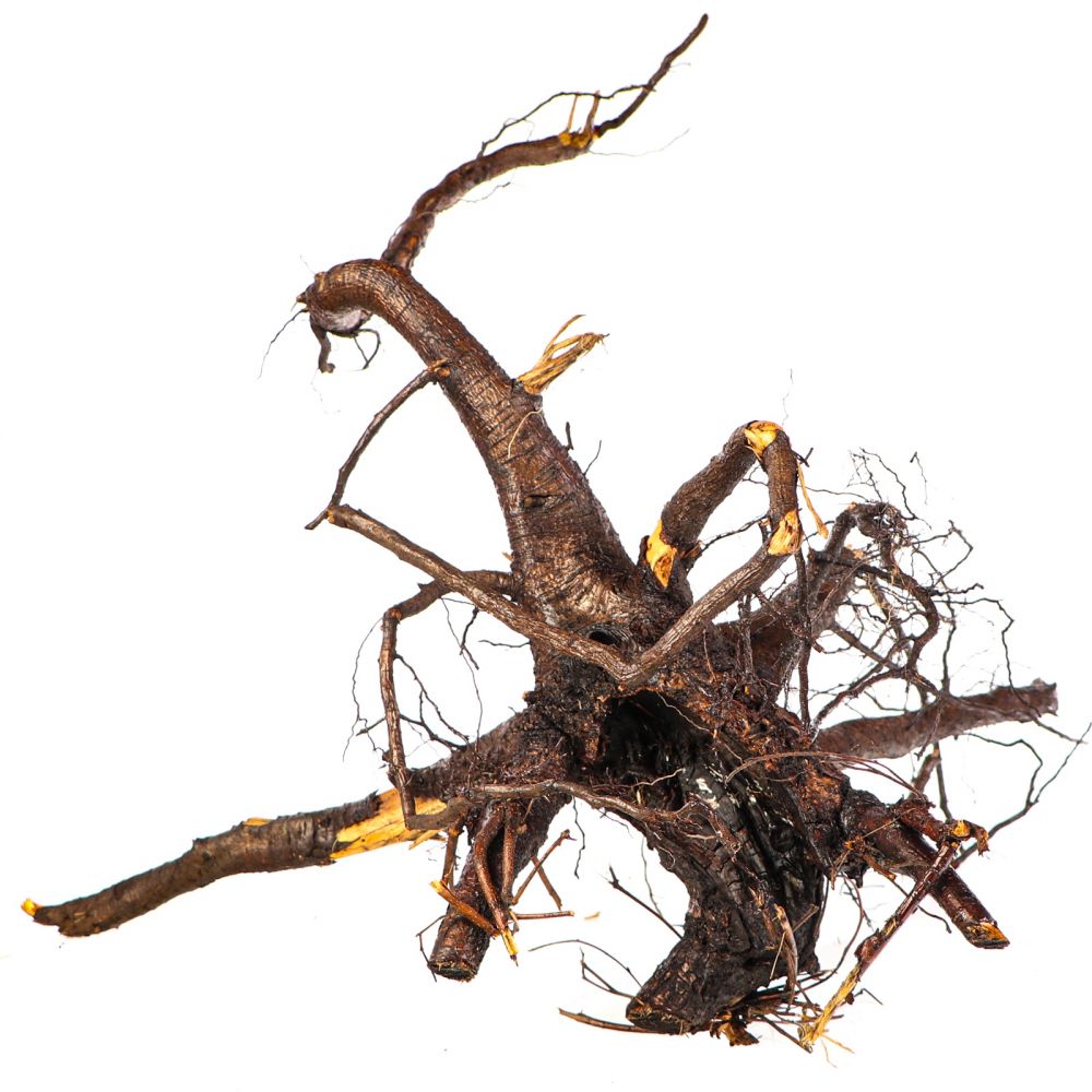 Spider Web Root 40 - 70 cm