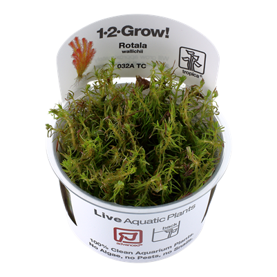 Tropica Rotala wallichii invitro