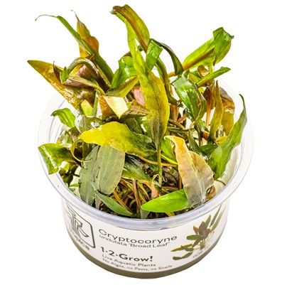 Tropica Cryptocoryne undulata 'Široký list'