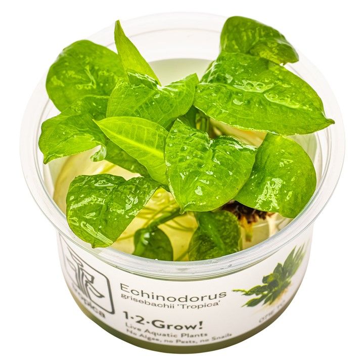 Tropica Echinodorus grisebachii invitro