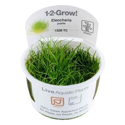 Tropica Eleocharis pusilla mini invitro