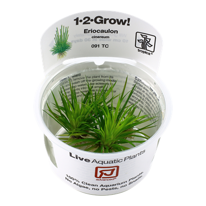 Tropica Eriocaulon cinereum  invitro