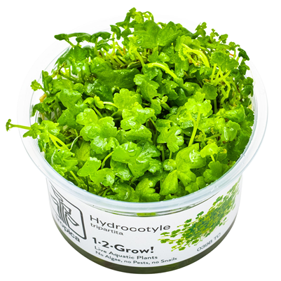 Tropica Hydrocotyle tripartita  invitro