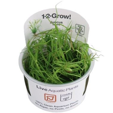 Tropica Juncus repens invitro