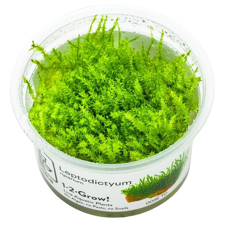 Tropica Leptodictyum riparium  invitro