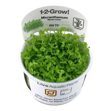 Tropica Micranthemum Monte Carlo invitro