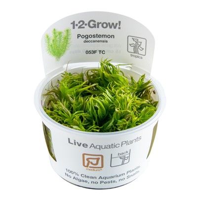 Tropica pogostemon deccanensis invitro