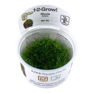 Tropica Riccia fluitans invitro