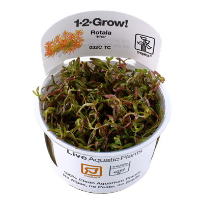 Tropica Rotala rotundifolia Hra invitro