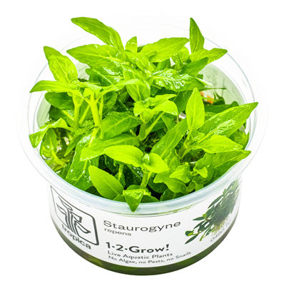 Tropica Staurogyne repens invitro