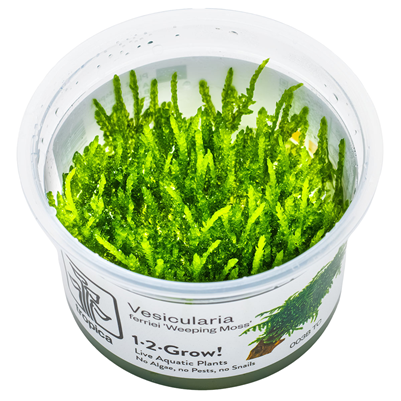 Tropica Vesicularia ferriei 'Plačící mech'