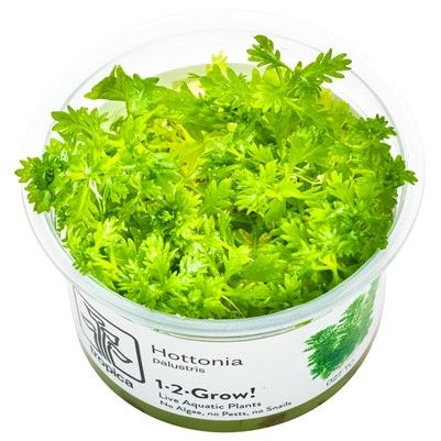 Tropica Hottonia palustris invitro